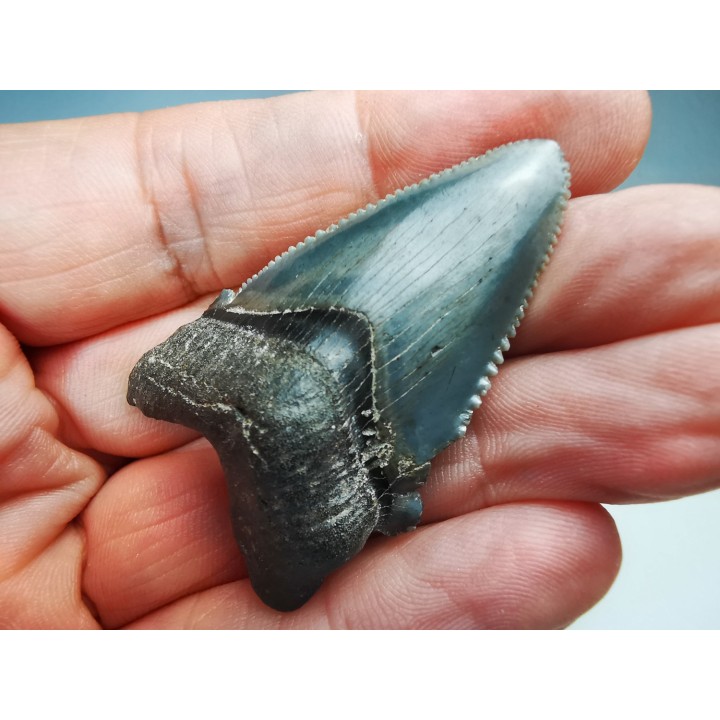 dent de requin Carcharocles angustidens - Oligocène (Caroline du Nord)