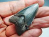 dent de requin Carcharocles angustidens - Oligocène (Caroline du Nord)