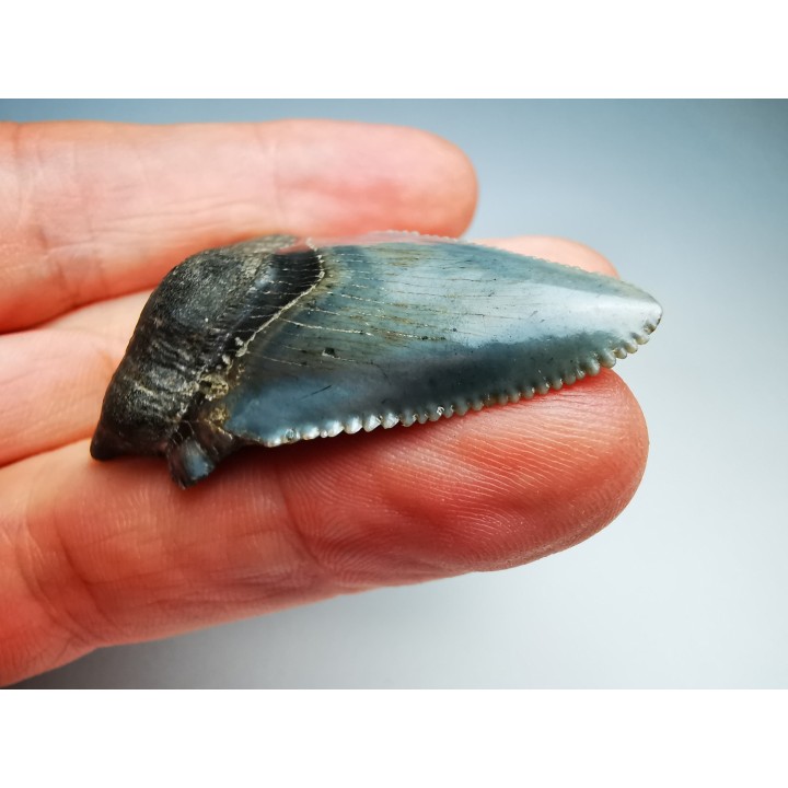 dent de requin Carcharocles angustidens - Oligocène (Caroline du Nord)