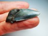 dent de requin Carcharocles angustidens - Oligocène (Caroline du Nord)