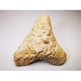 shark tooth Carcharocles angustidens - Oligocene (North Carolina)