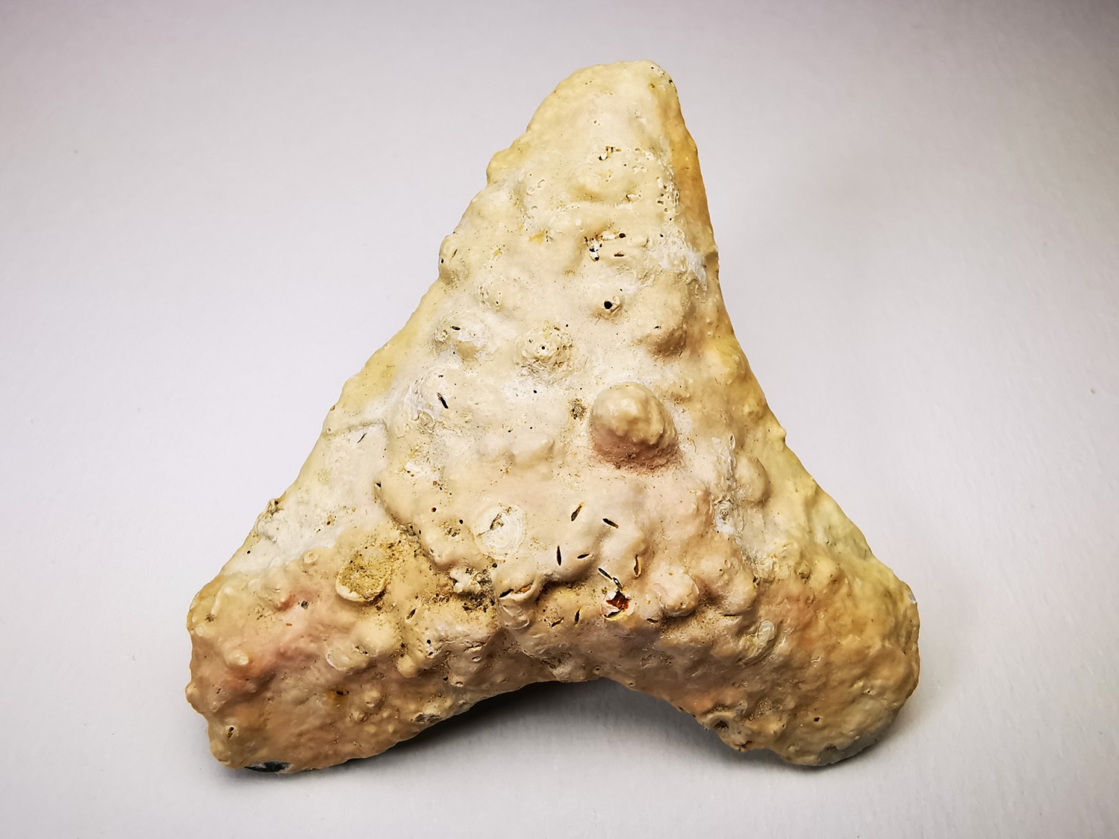 dent de requin Carcharocles angustidens - Oligocène (Caroline du Nord)