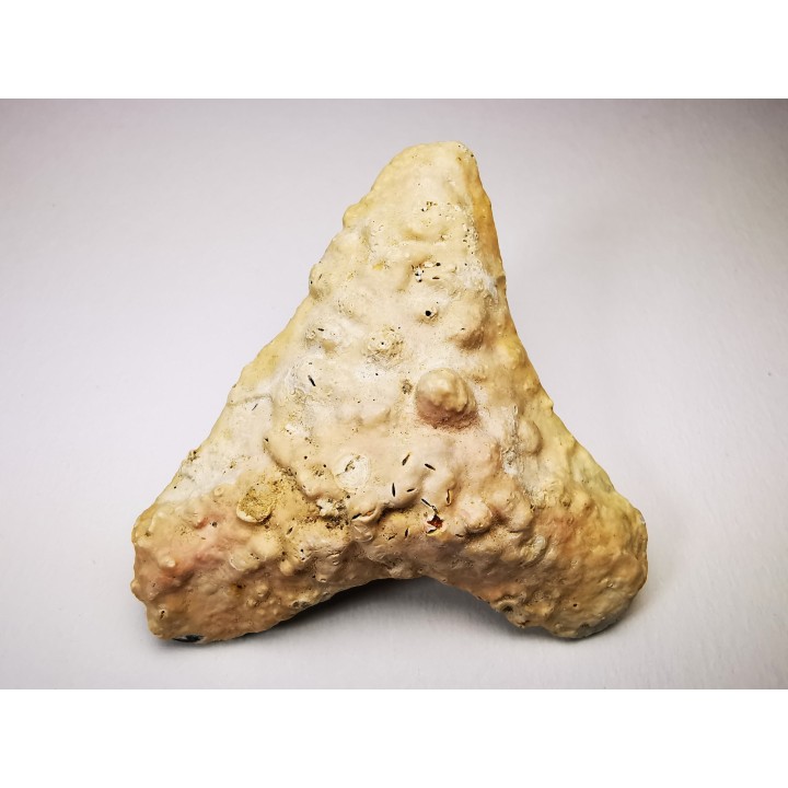 dent de requin Carcharocles angustidens - Oligocène (Caroline du Nord)