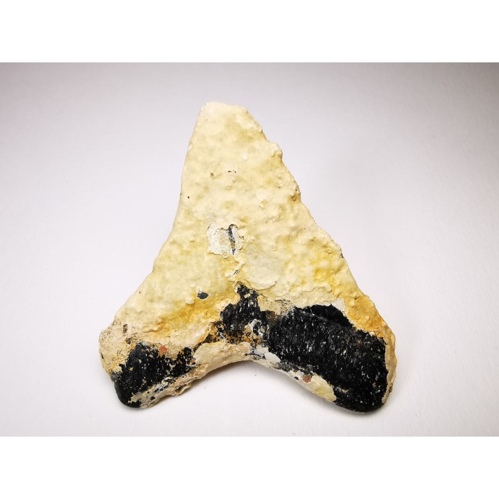 dent de requin Carcharocles angustidens - Oligocène (Caroline du Nord)