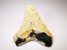 shark tooth Carcharocles angustidens - Oligocene (North Carolina)