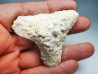 shark tooth Carcharocles angustidens - Oligocene (North Carolina)