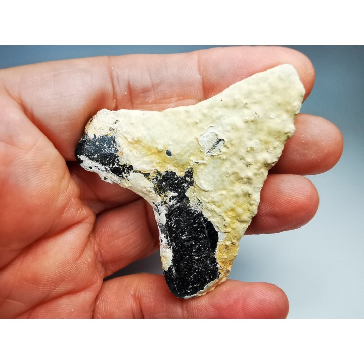 shark tooth Carcharocles angustidens - Oligocene (North Carolina)