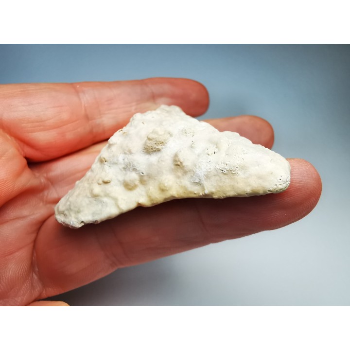 shark tooth Carcharocles angustidens - Oligocene (North Carolina)