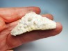 shark tooth Carcharocles angustidens - Oligocene (North Carolina)