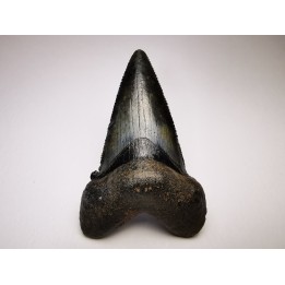 shark tooth Carcharocles angustidens - Oligocene (North Carolina)