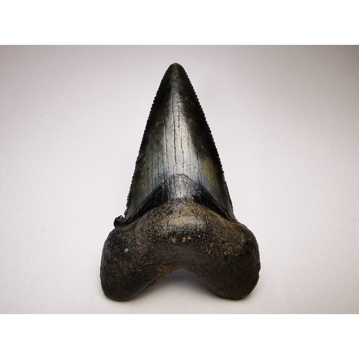 dent de requin Carcharocles angustidens - Oligocène (Caroline du Nord)
