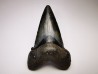 dent de requin Carcharocles angustidens - Oligocène (Caroline du Nord)