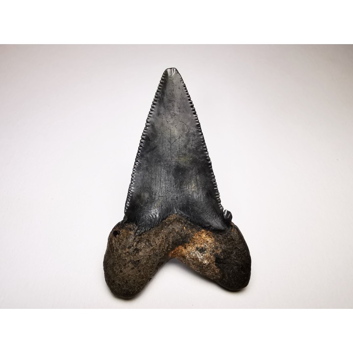 dent de requin Carcharocles angustidens - Oligocène (Caroline du Nord)