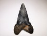 shark tooth Carcharocles angustidens - Oligocene (North Carolina)