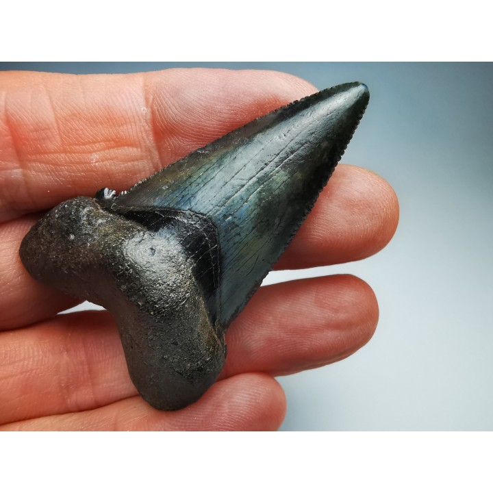 shark tooth Carcharocles angustidens - Oligocene (North Carolina)