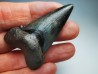 dent de requin Carcharocles angustidens - Oligocène (Caroline du Nord)