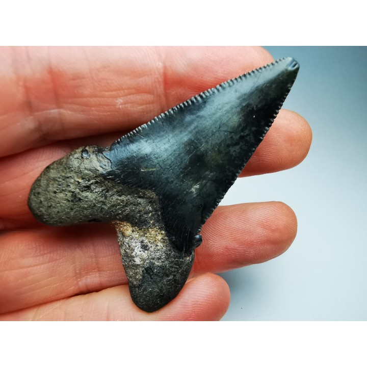 dent de requin Carcharocles angustidens - Oligocène (Caroline du Nord)