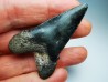 shark tooth Carcharocles angustidens - Oligocene (North Carolina)