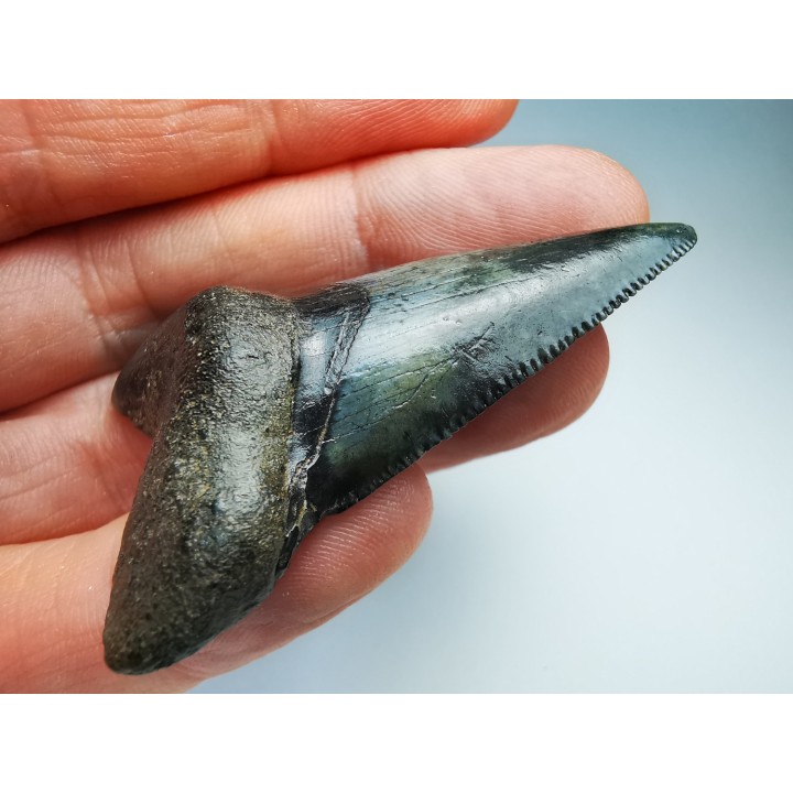 dent de requin Carcharocles angustidens - Oligocène (Caroline du Nord)