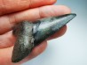 dent de requin Carcharocles angustidens - Oligocène (Caroline du Nord)