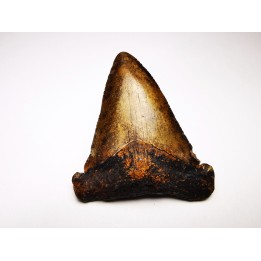 dent de requin Carcharocles angustidens - Oligocène (Caroline du Nord)