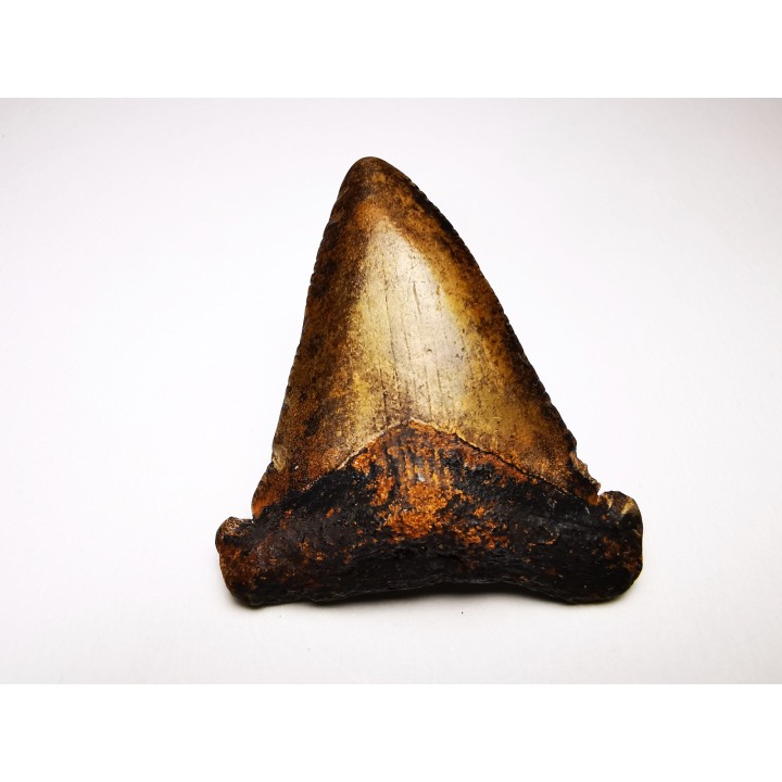 dent de requin Carcharocles angustidens - Oligocène (Caroline du Nord)
