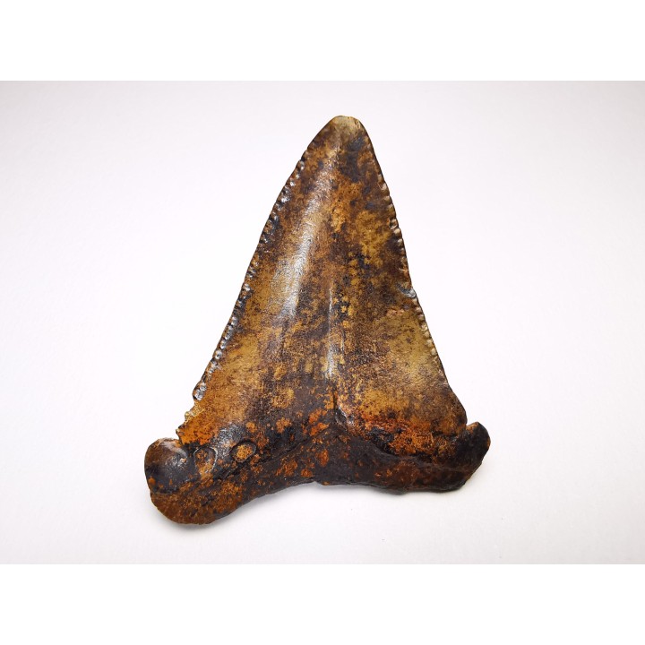 dent de requin Carcharocles angustidens - Oligocène (Caroline du Nord)