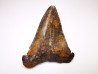 shark tooth Carcharocles angustidens - Oligocene (North Carolina)