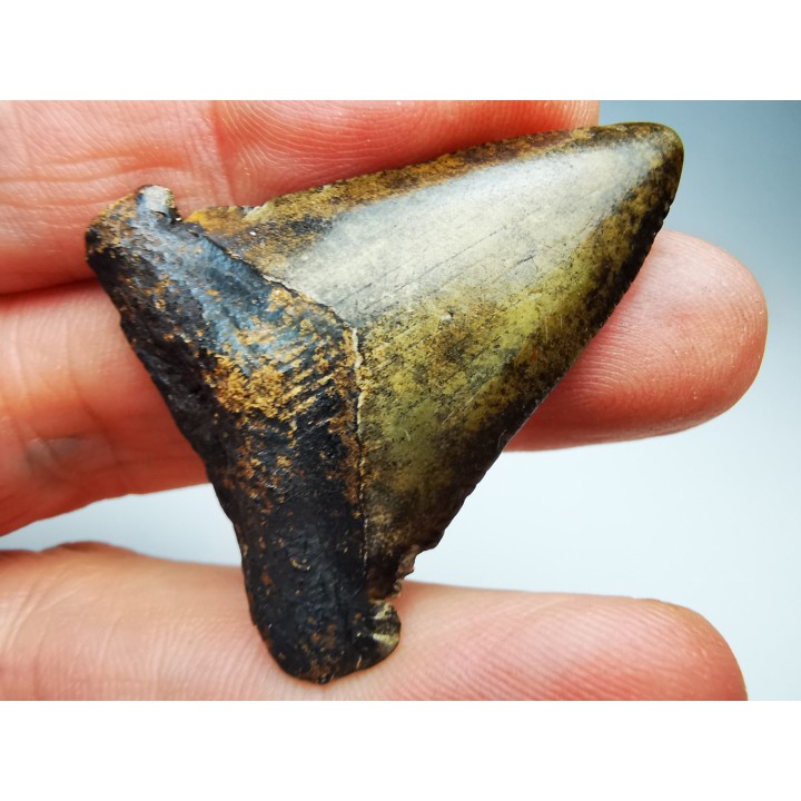 dent de requin Carcharocles angustidens - Oligocène (Caroline du Nord)
