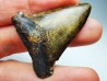 shark tooth Carcharocles angustidens - Oligocene (North Carolina)