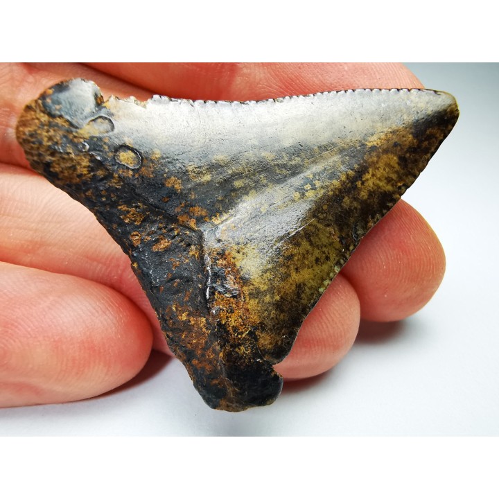 shark tooth Carcharocles angustidens - Oligocene (North Carolina)