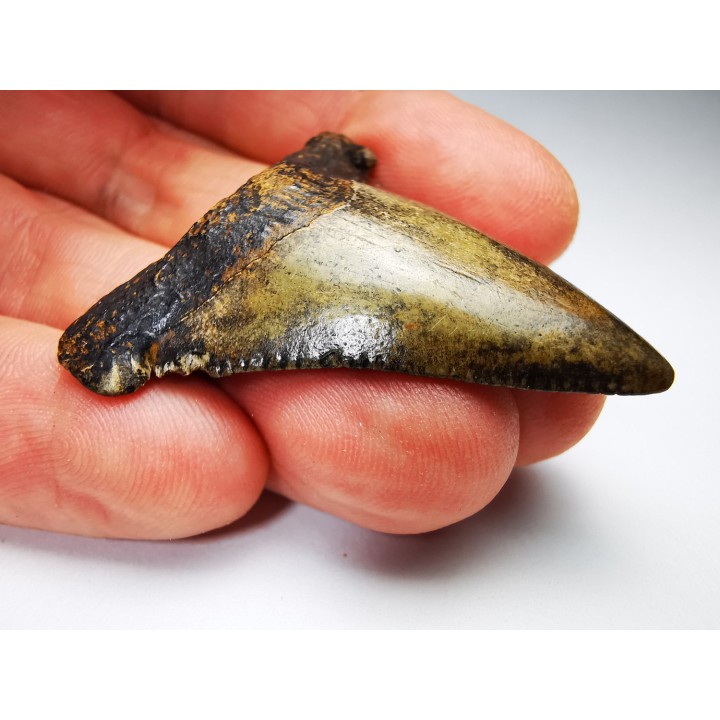 dent de requin Carcharocles angustidens - Oligocène (Caroline du Nord)