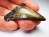 dent de requin Carcharocles angustidens - Oligocène (Caroline du Nord)