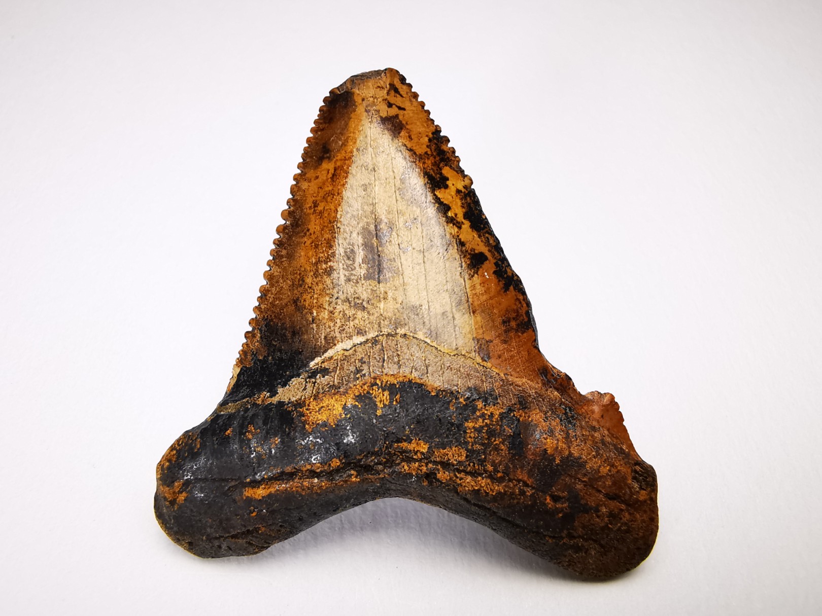 shark tooth Carcharocles angustidens - Oligocene (North Carolina)