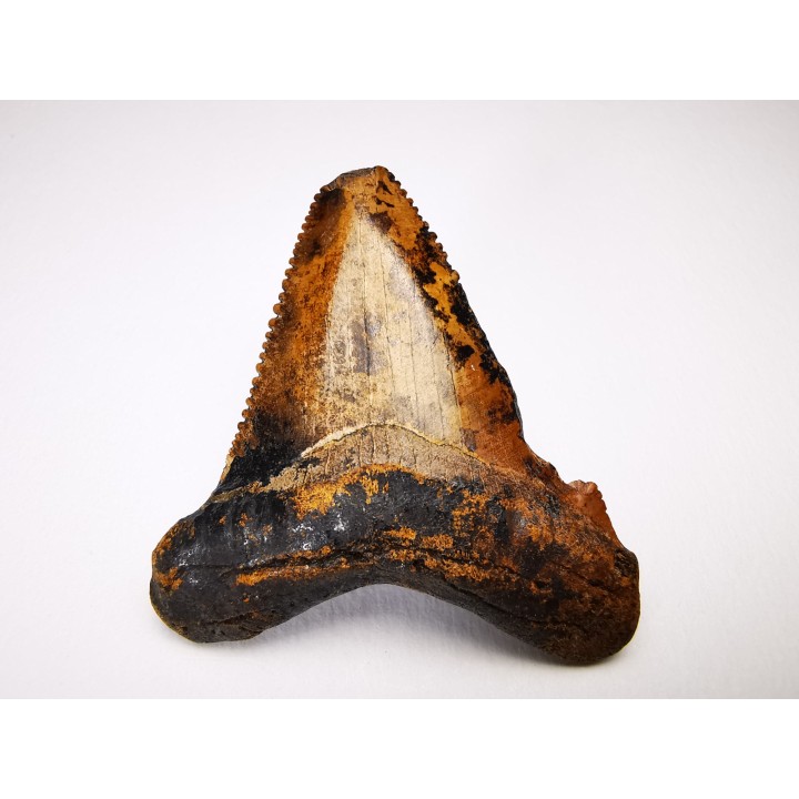 dent de requin Carcharocles angustidens - Oligocène (Caroline du Nord)