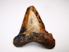 shark tooth Carcharocles angustidens - Oligocene (North Carolina)