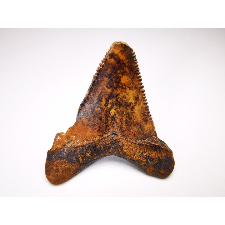 dent de requin Carcharocles angustidens - Oligocène (Caroline du Nord)