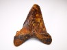 shark tooth Carcharocles angustidens - Oligocene (North Carolina)