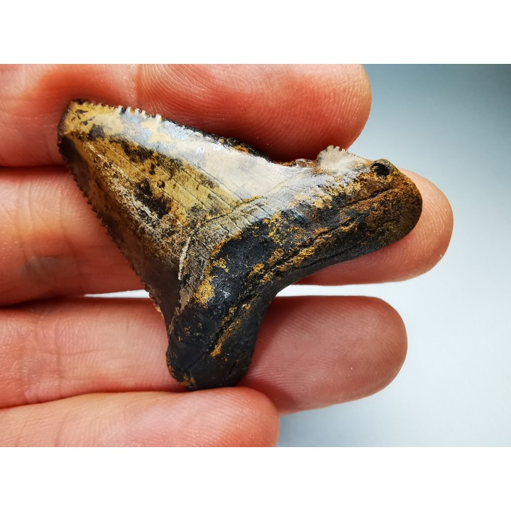 shark tooth Carcharocles angustidens - Oligocene (North Carolina)