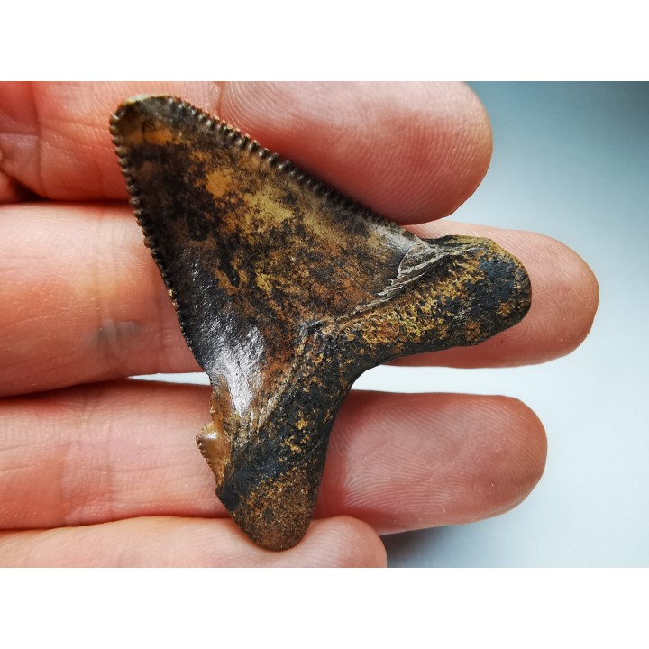 dent de requin Carcharocles angustidens - Oligocène (Caroline du Nord)