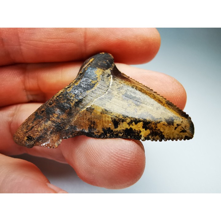 dent de requin Carcharocles angustidens - Oligocène (Caroline du Nord)