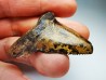 dent de requin Carcharocles angustidens - Oligocène (Caroline du Nord)