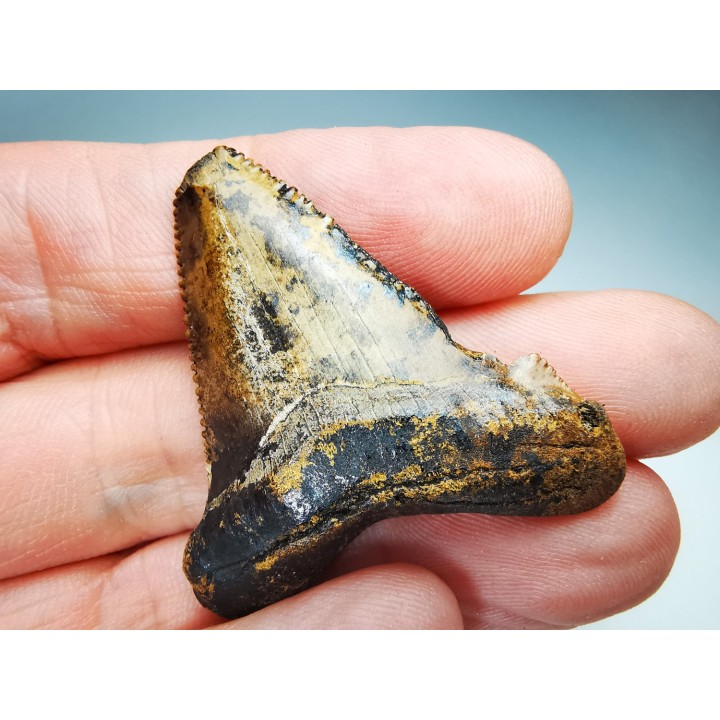 shark tooth Carcharocles angustidens - Oligocene (North Carolina)