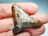 dent de requin Carcharocles angustidens - Oligocène (Caroline du Nord)