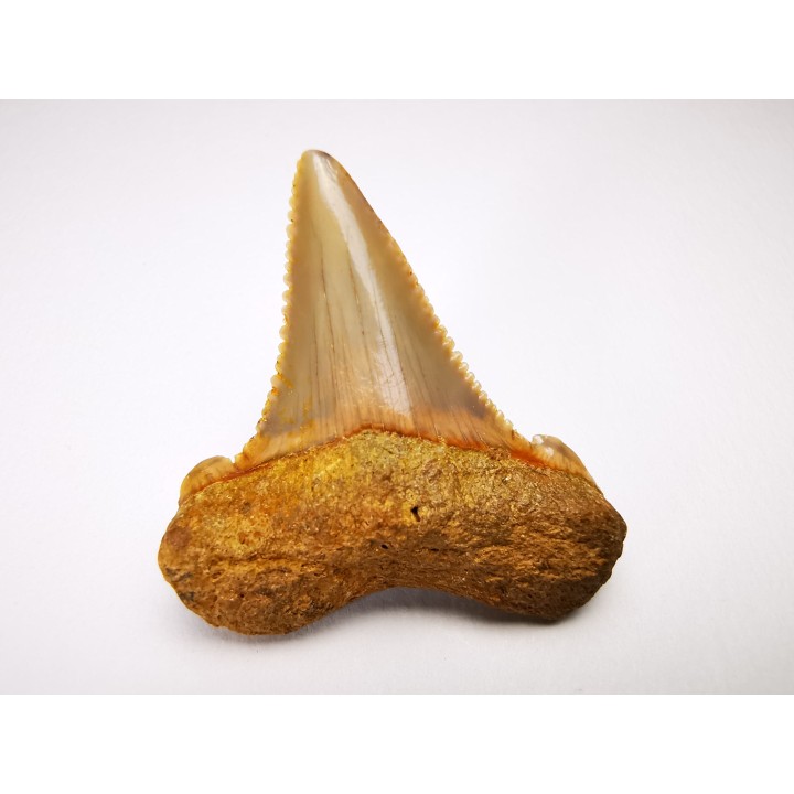dent de requin Carcharocles angustidens - Oligocène (Caroline du Nord)