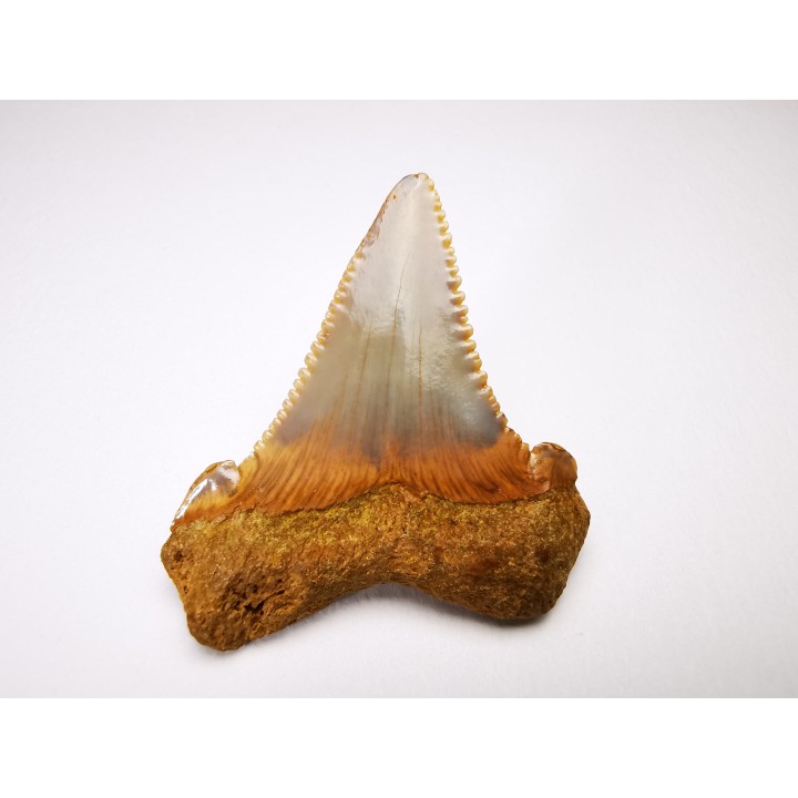 dent de requin Carcharocles angustidens - Oligocène (Caroline du Nord)