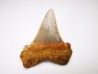 shark tooth Carcharocles angustidens - Oligocene (North Carolina)