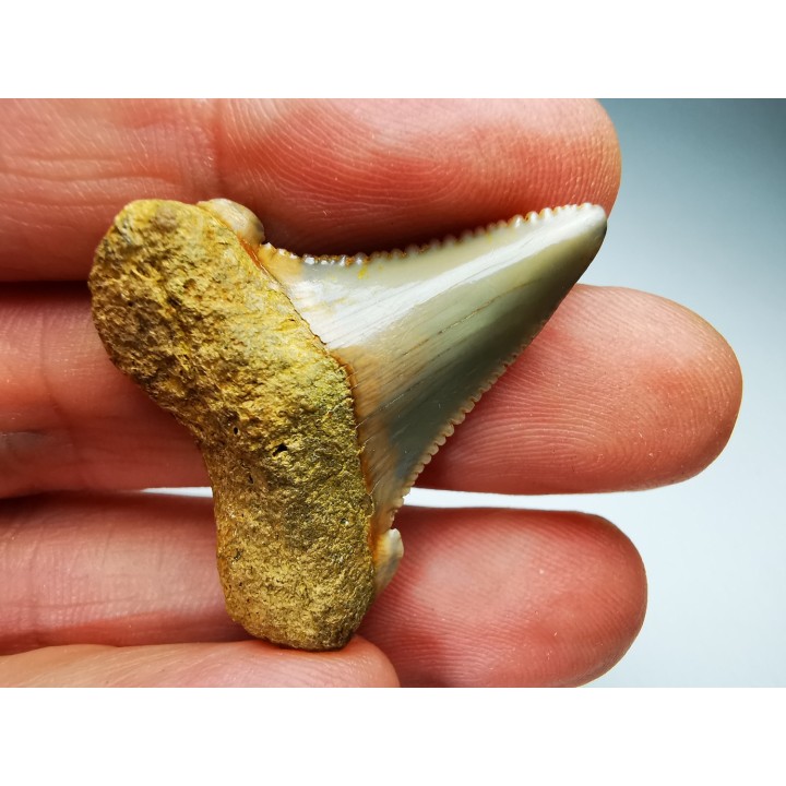 dent de requin Carcharocles angustidens - Oligocène (Caroline du Nord)