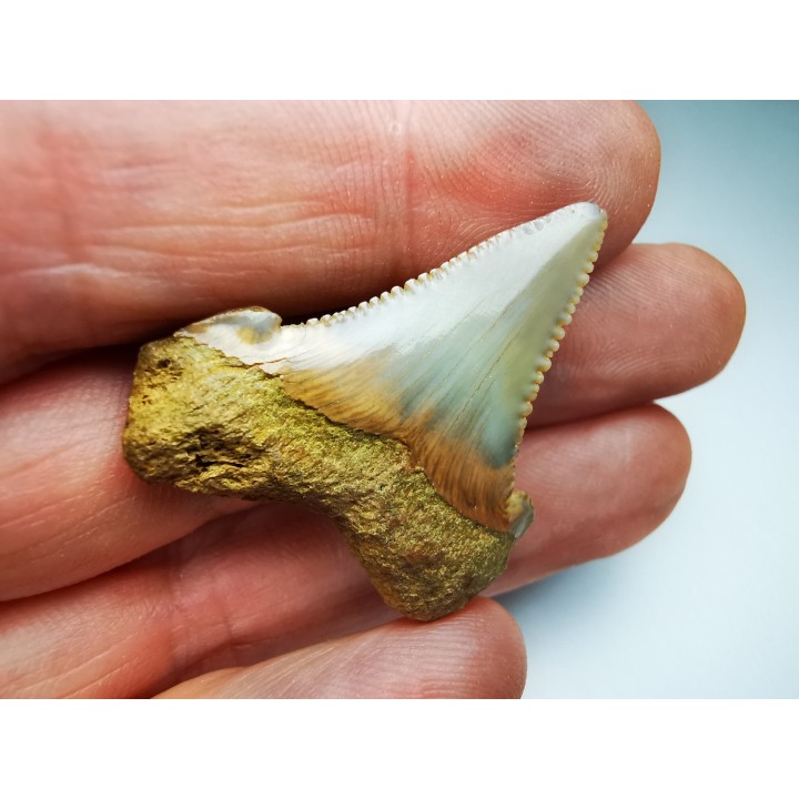 dent de requin Carcharocles angustidens - Oligocène (Caroline du Nord)