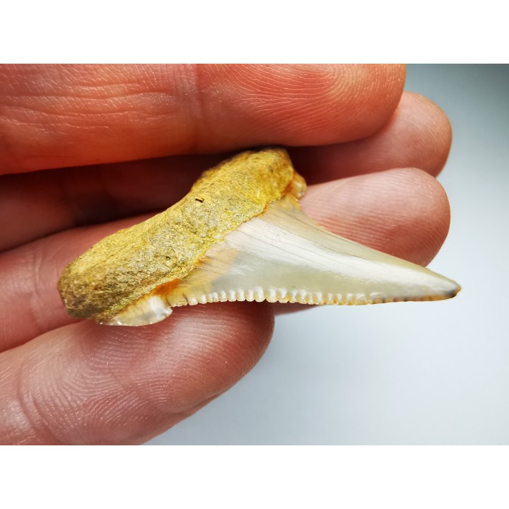 shark tooth Carcharocles angustidens - Oligocene (North Carolina)
